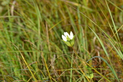 Gentiana rubricaulis
