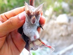 Macrotus waterhousii