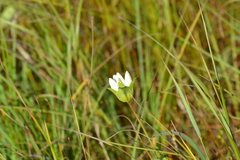 Gentiana rubricaulis