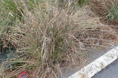Cyperus javanicus