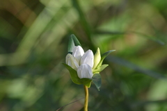 Gentiana rubricaulis