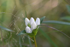 Gentiana rubricaulis