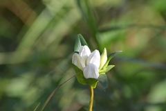 Gentiana rubricaulis