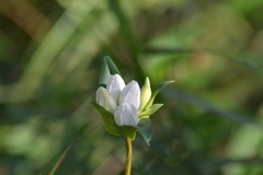 Gentiana rubricaulis
