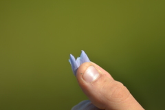 Gentiana rubricaulis