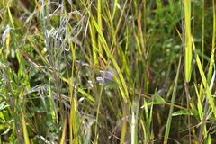 Gentiana rubricaulis