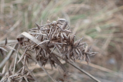 Cyperus javanicus