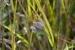 Gentiana rubricaulis