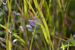 Gentiana rubricaulis