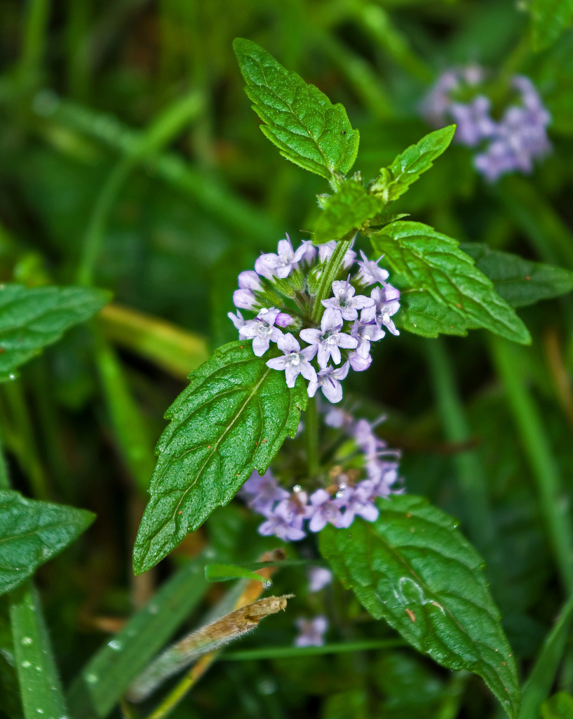 forest mint