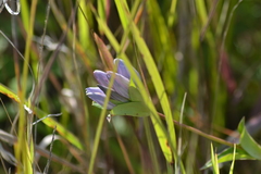 Gentiana rubricaulis