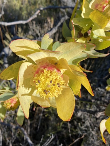 Purpleleaf Conebush (Leucadendron pubibracteolatum)
