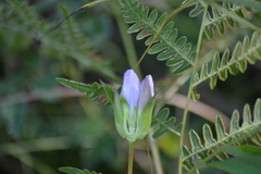 Gentiana rubricaulis