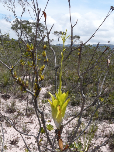 Powdery-strap Bromeliad