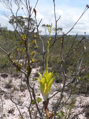 Powdery-strap Bromeliad