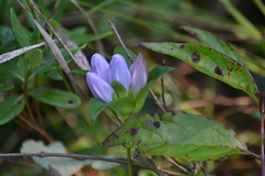 Gentiana rubricaulis