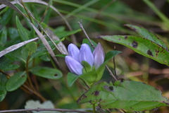Gentiana rubricaulis
