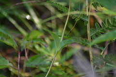 Gentiana rubricaulis