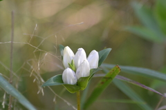 Gentiana rubricaulis