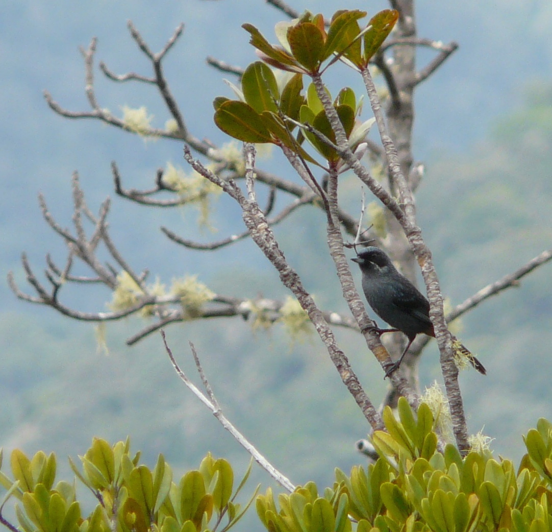 Greater Flowerpiercer (Diglossa major), photo 1
