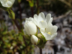 Gentianella montana
