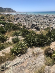 Phormium tenax
