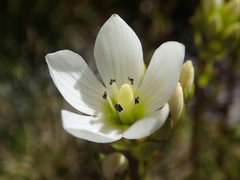 Gentianella montana