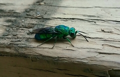 Chrysis smaragdula