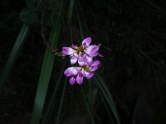 Campylotropis macrocarpa