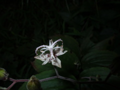 Tricyrtis macropoda