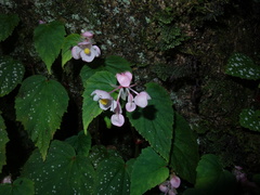 Begonia grandis