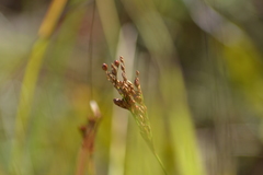 Juncus greenei