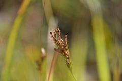 Juncus greenei