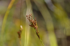 Juncus greenei