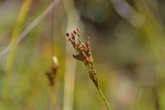 Juncus greenei
