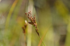 Juncus greenei