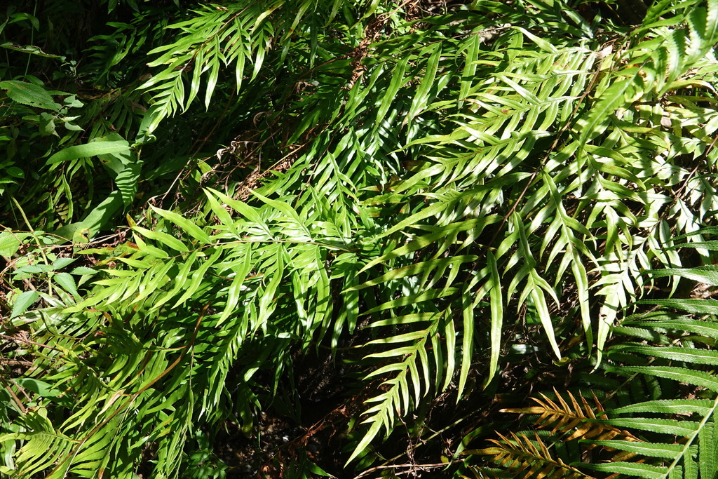 Pteris formosana