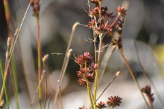 Juncus nodosus