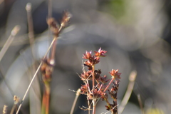 Juncus nodosus