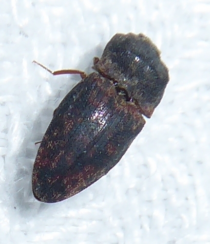 Agrypnus tostus