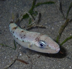 Suez Puffer photo 1