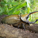 Mexican Hercules Beetle - Photo (c) Alan Cortes, some rights reserved (CC BY-NC), uploaded by Alan Cortes