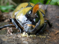 Dynastes hyllus