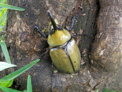 Dynastes hyllus