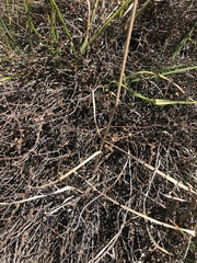 Muehlenbeckia ephedroides