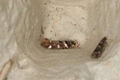 Macrobathra ceraunobola