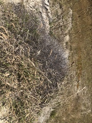 Muehlenbeckia ephedroides