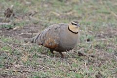 Pterocles gutturalis