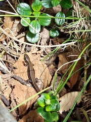 Pholidobolus montium