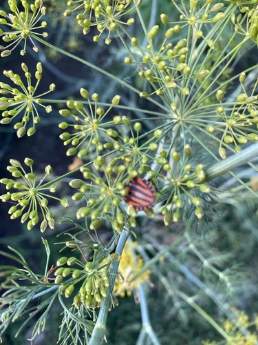 European Striped Shield Bug